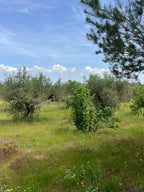 Finca Rústica en Botarell